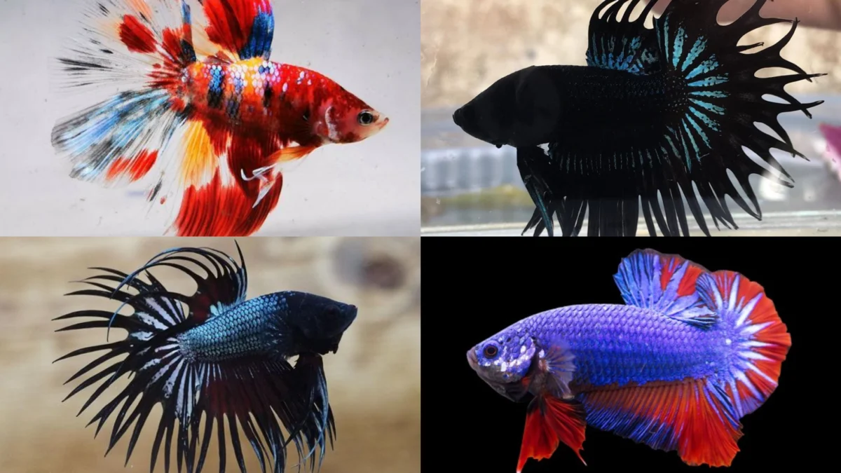 Inilah 5 Ikan Cupang Termahal di Dunia dengan Harga yang Selangit
