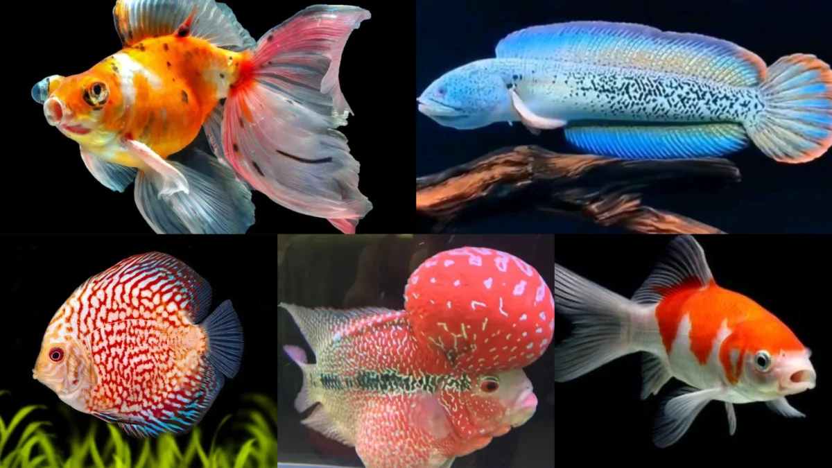 Pelihara 5 Jenis Ikan Ini, Dijamin Auto Kaya Jika Dijual!