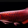 3 Jenis Ikan Hias Paling Dicari Kolektor Kaya Raya, Jika Punya Buruan Jual Kesini!
