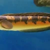 Ikan Cupang Gabus: Ciri dan Cara Merawatnya