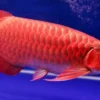 5 Jenis Ikan Hias Termahal di Indonesia: Kemewahan Dalam Akuarium