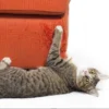 Mengapa Kucing Suka Menggaruk Furniture Atau Hordeng? Simak Penjelasannya Disini