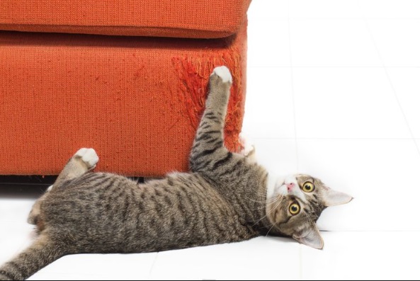 Mengapa Kucing Suka Menggaruk Furniture Atau Hordeng? Simak Penjelasannya Disini