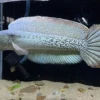 Ikan Channa Micropeltes Albino Ikan Termahal Dan Incaran Kolektor Sultan, Di Hargai Rp400 Juta