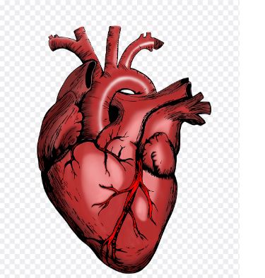 Hindari Sebelum Kena, Simak 5 Tips Menjaga Kesehatan Jantung