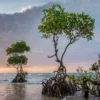Manfaat Luar Biasa Pohon Mangrove untuk Ekosistem Pantai dan Laut