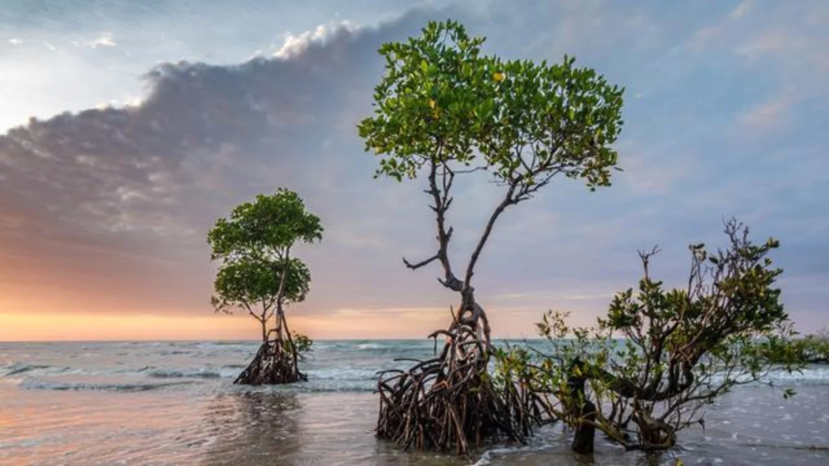 Manfaat Luar Biasa Pohon Mangrove untuk Ekosistem Pantai dan Laut