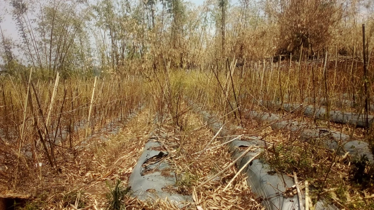 Tanaman cabe milik petani di Kecamatan Cibatu banyak yang mati