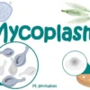 Mycoplasma pneumoniae: Menggali Dalam Bahaya Infeksi Respiratori yang Sering Terabaikan