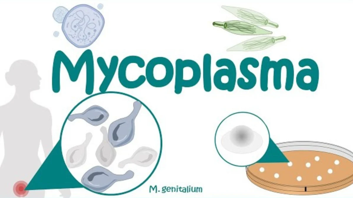 Mycoplasma pneumoniae: Menggali Dalam Bahaya Infeksi Respiratori yang Sering Terabaikan