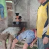 Dua orang petani diduga meninggal dunia akibat disambar petir