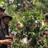 Edutrip Kopi Cibatu, Pelajar SMA PGRI Cibatu Belajar Aktivitas Langsung Petani Kopi