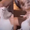 Viral! Seorang Wanita Paksa Kucing Untuk Merokok Sampai Dihujat Warganet