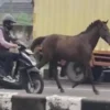 Viral! Kuda Pacu Raksasa Yang Kabur Dari Kandang di Kecamatan Tanjungsari