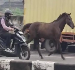 Viral! Kuda Pacu Raksasa Yang Kabur Dari Kandang di Kecamatan Tanjungsari
