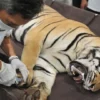 Harimau Benggala Mati di Medan Zoo Karena Kondisi Kandangnya