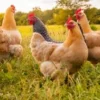 Peternak Ayam Harus Tahu! Cara Membuat Pakan Ayam Agar Cepat Besar