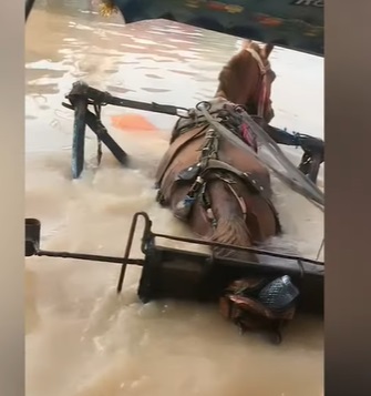 Viral! Delman Jadikan Kendaraan Pilihan Saat Banjir di Kabupaten Bandung, Ramai Dikecam Warganet
