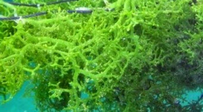 Prabowo Sebut Rumput Laut Jadi BBM Dapat Menjadi Alternatif