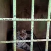 3 Harimau Sumatera Mati di Medan Zoo, Beginilah Tragedinya