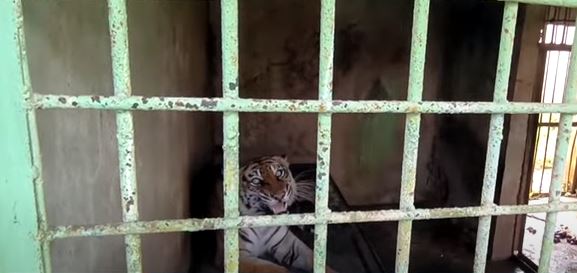 3 Harimau Sumatera Mati di Medan Zoo, Beginilah Tragedinya