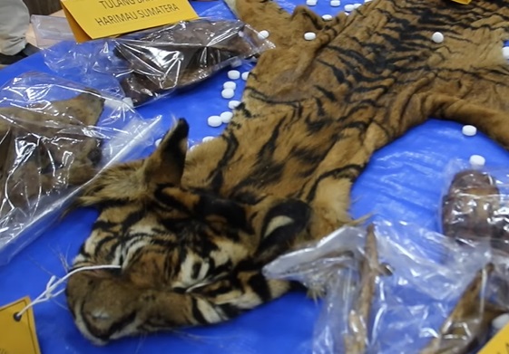 Polda Aceh Berhasil Amankan PNS dan 7 Petani dalam Operasi Tangkap Tangan Terkait Pedagangan Kulit Harimau Ilegal