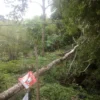 Pohon Tumbang di Desa Cibatu Menimpa Kabel