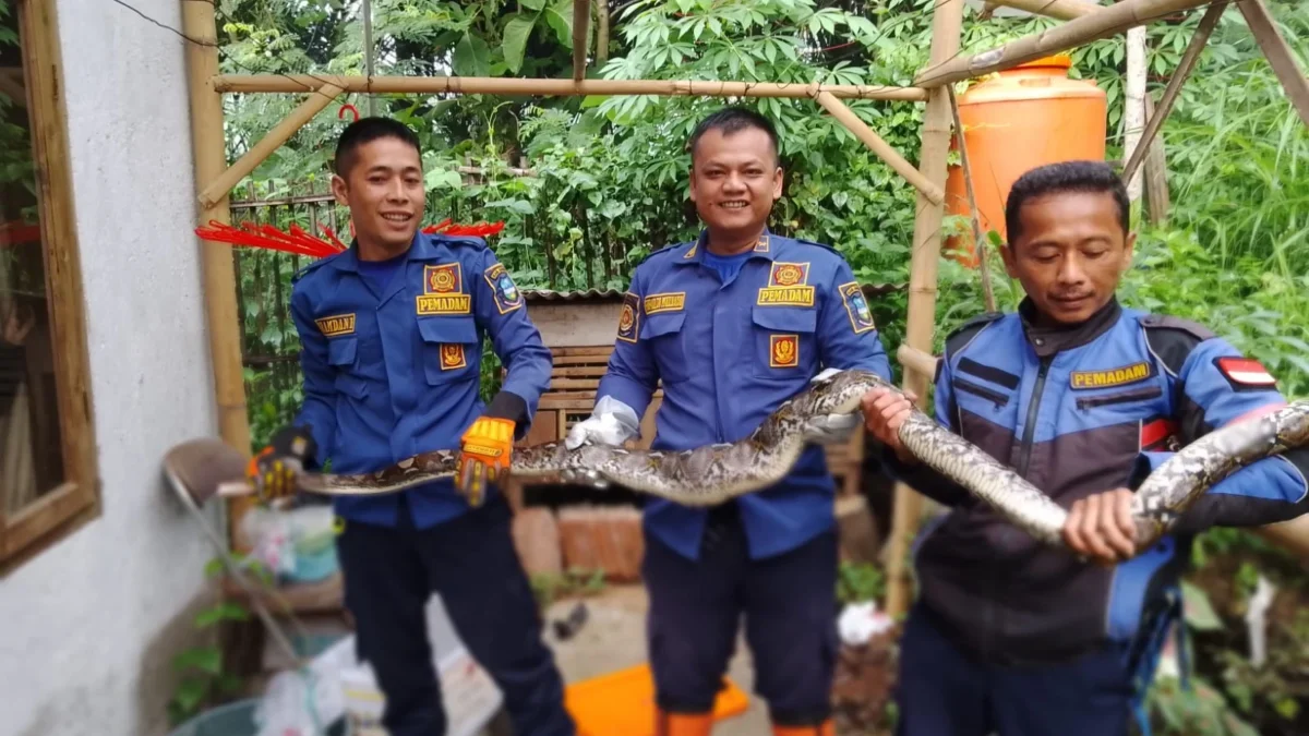 ular sanca ditangkap petugas Damkar UPT Limbangan