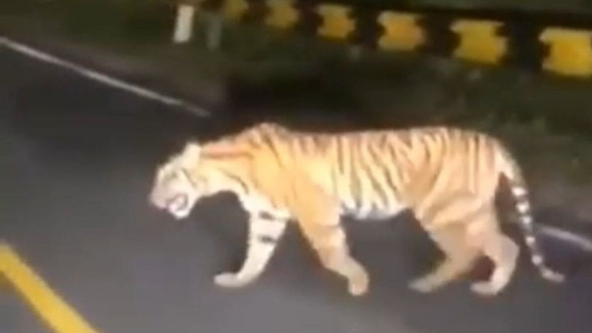 Bikin Heboh! Seekor Harimau Sumatera Ditemukan Sedang Berkeliaran di Jalanan Lampung