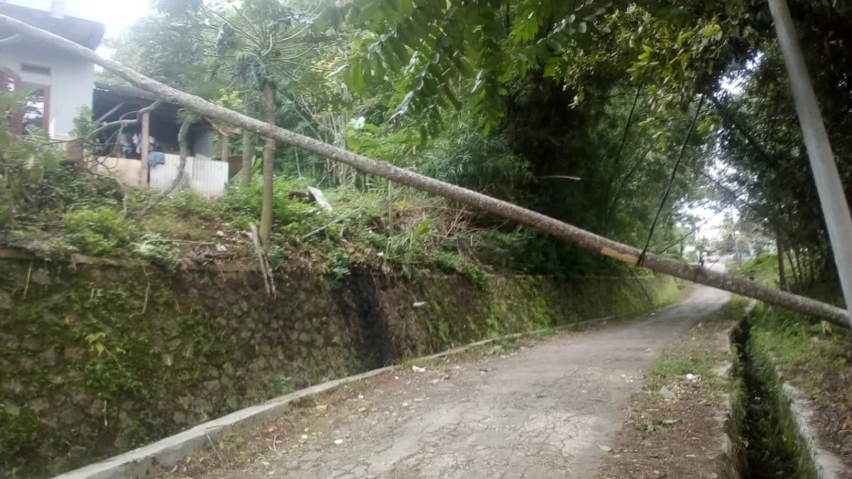 Pohon tumbang di Ciloa Desa Cibiuk Kaler Kecamatan Cibiuk, timpa dak rumah dan kabel listrik, Selasa (12/3).(f
