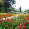 Seperti di Eropa, Keindahan Kebun Mawar Situhapa di Garut, Jawa Barat