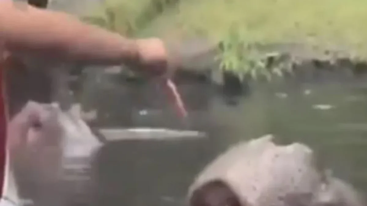 Viral Seorang Pengunjung Memberi Makan Kuda Nil dengan Sampah, TSI Langsung Melakukan Penyelidikan